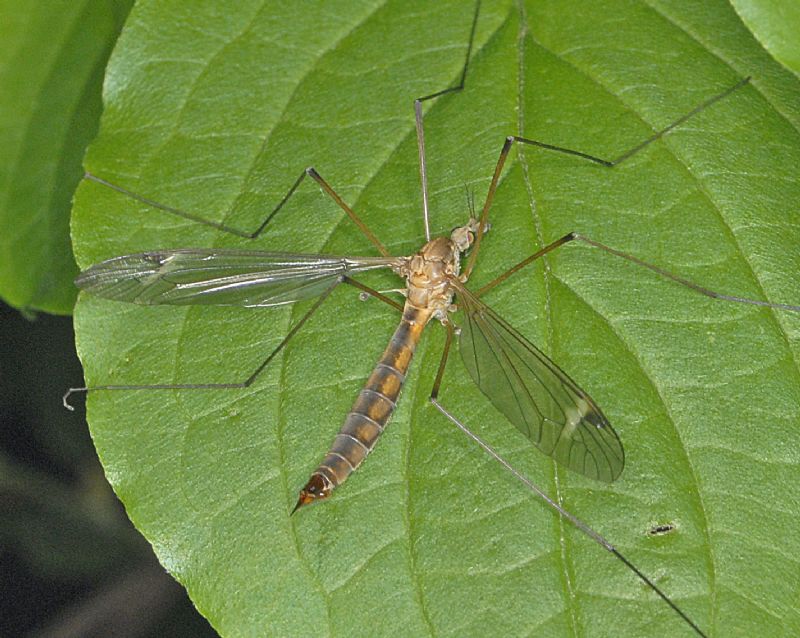 Identificazione di un Tipulide